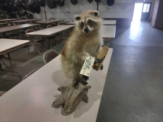 Blonde Raccoon Eating Corn Full Body Taxidermy Mount