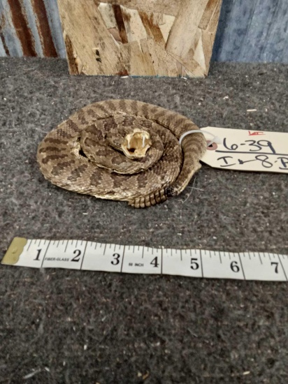 Coiled Rattlesnake Taxidermy