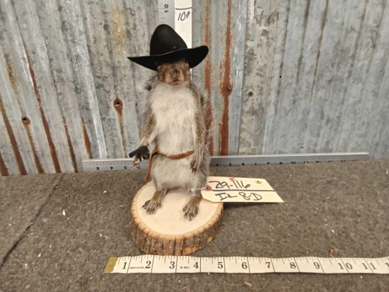 Sherif Squirrel Full Body Taxidermy