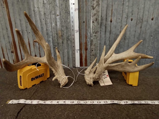 Gnarly Nontypical Whitetail Shed Antlers
