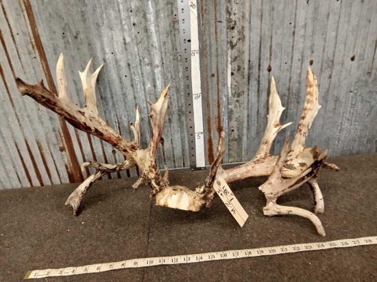 221 3/8" Whitetail Antlers On Skull Plate