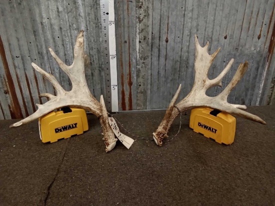 Set Of Palmated Whitetail Shed Antlers
