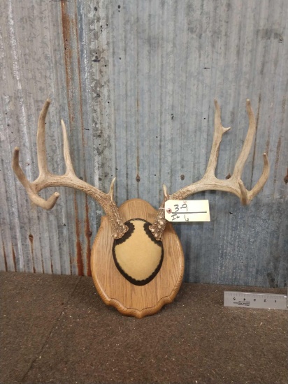 5x5 Whitetail Antlers On Plaque