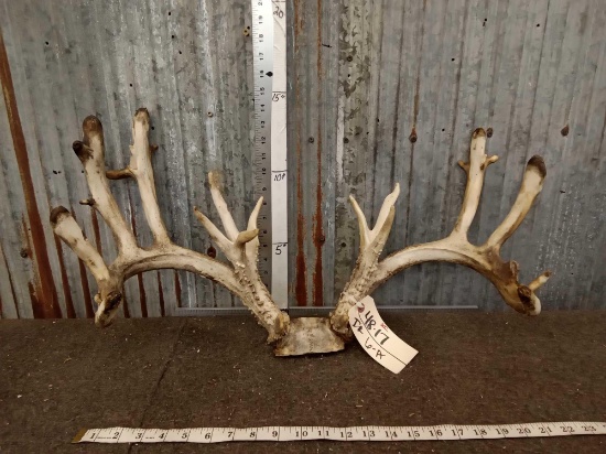 180 3/8" Whitetail Antlers On Skull Plate