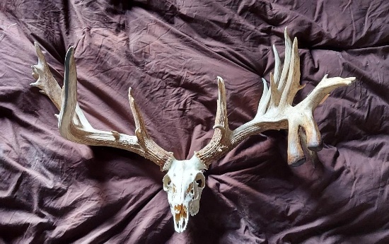 250" Whitetail Antlers Grafted On A Skull