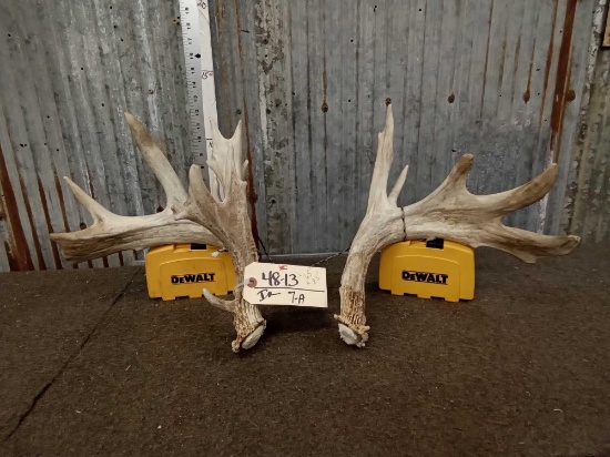 Heavy Mass Nontypical Whitetail Shed Antlers