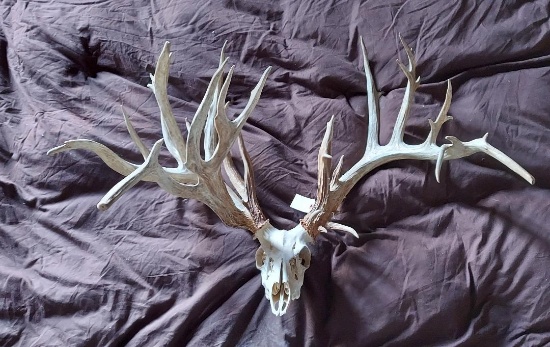 322" Whitetail Shed Antlers Grafted On A Skull