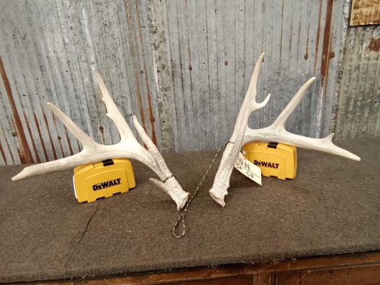 4x4 Whitetail Shed Antlers