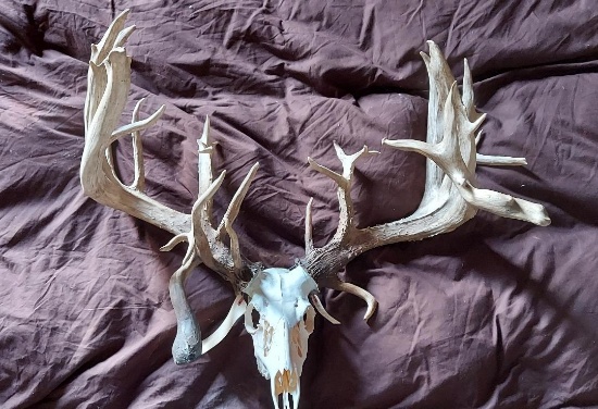 Over 340" Whitetail Antlers Grafted On A Skull