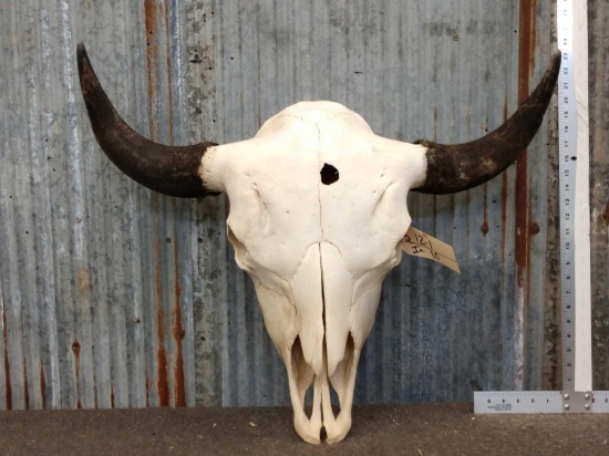 Huge Herd Bull American Bison Buffalo Skull Taxidermy