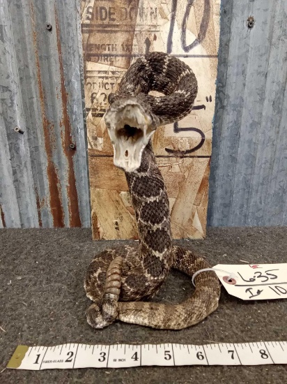 Rattlesnake Ready To Strike Taxidermy