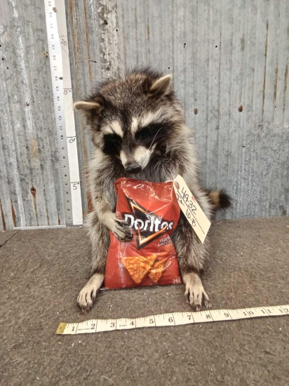 Raccoon Eating Doritos Full Body Taxidermy Mount