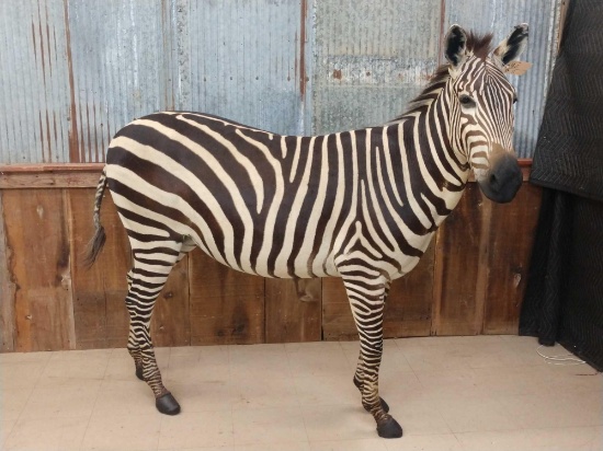 Beautiful Zebra Full Body Taxidermy Mount