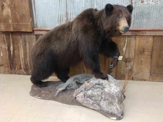 Beautiful Grizzly Bear Full Body Taxidermy Mount