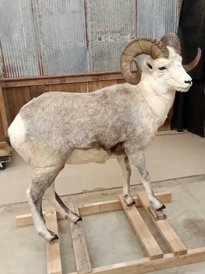 NICE Stone Sheep Full Body Taxidermy Mount