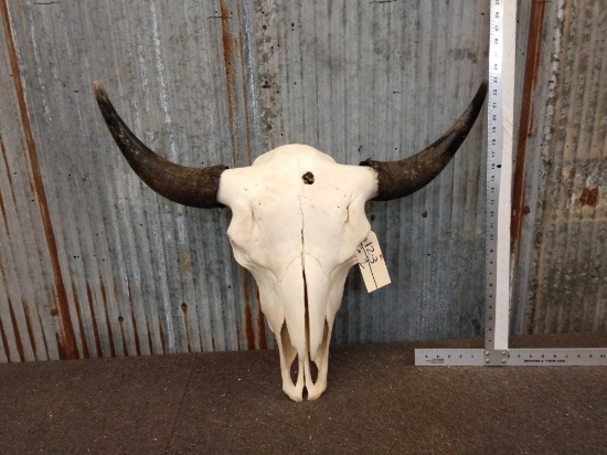 Large Herd Bull American Bison Buffalo Skull Taxidermy