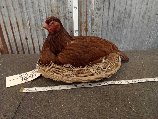 Hen Chicken On A Nest Taxidermy
