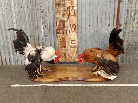 Pair Of Fighting Roosters Chicken Full Body Taxidermy Mount