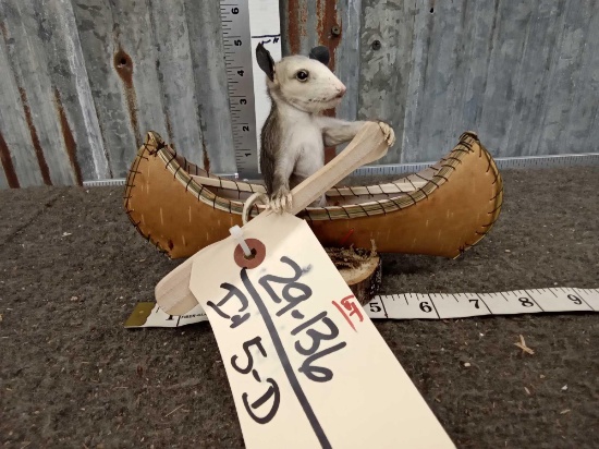 Baby Opossum In A Birch Bark Canoe