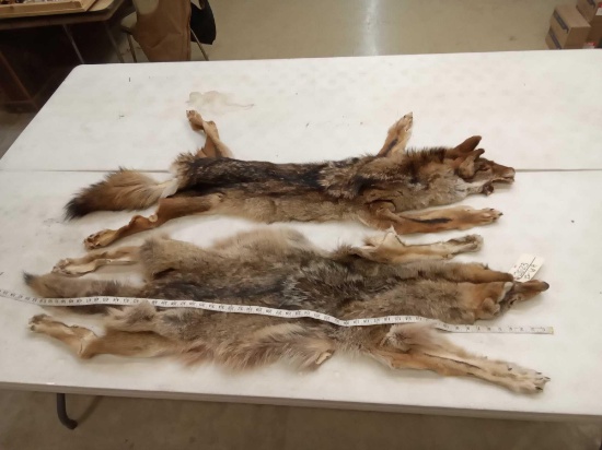 2 Soft Tanned Coyote Pelts