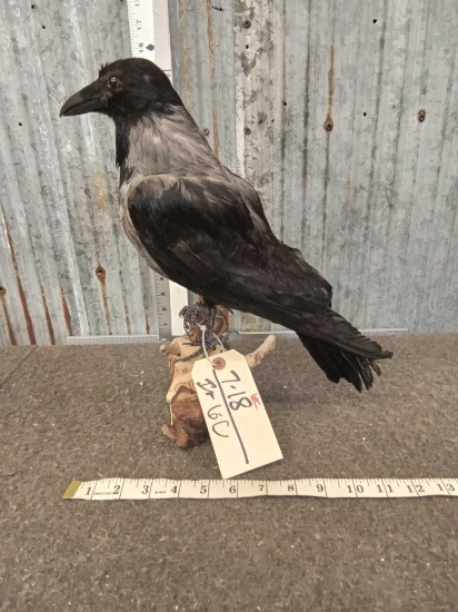 African Hooded Crow Full Body Taxidermy Bird Mount