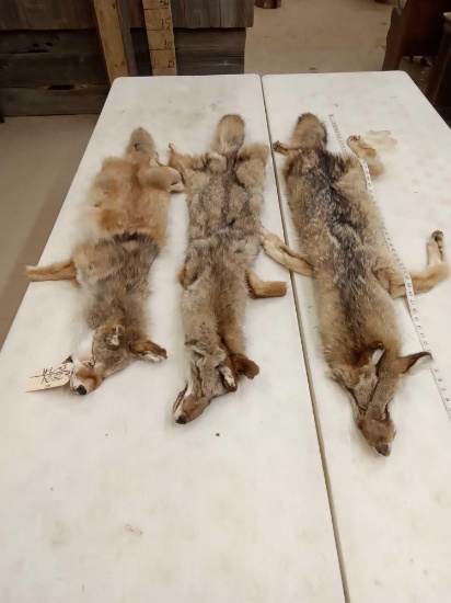 3 Soft Tanned Coyote Pelts