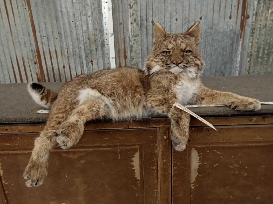 Bobcat Relaxing On A Ledge Taxidermy