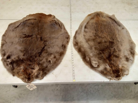 2 Soft Tanned Beaver Pelts