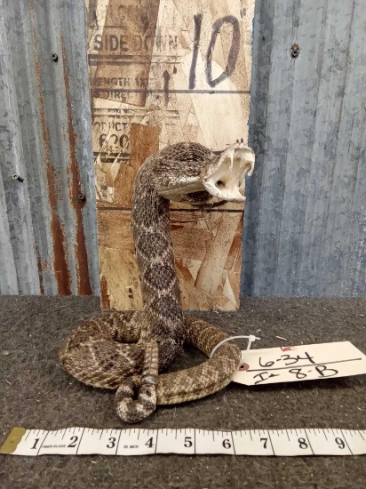 Rattlesnake Ready To Strike Taxidermy