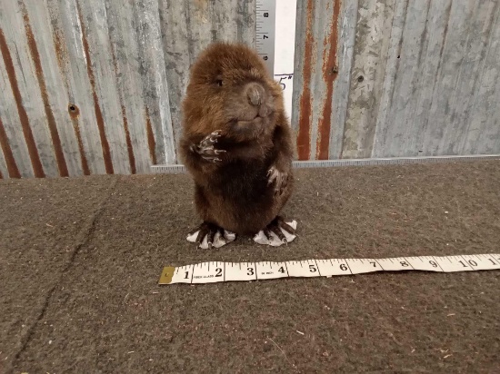 Baby Beaver Full Body Taxidermy Mount