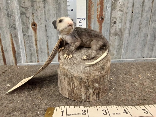 Baby Opossum Full Body Taxidermy
