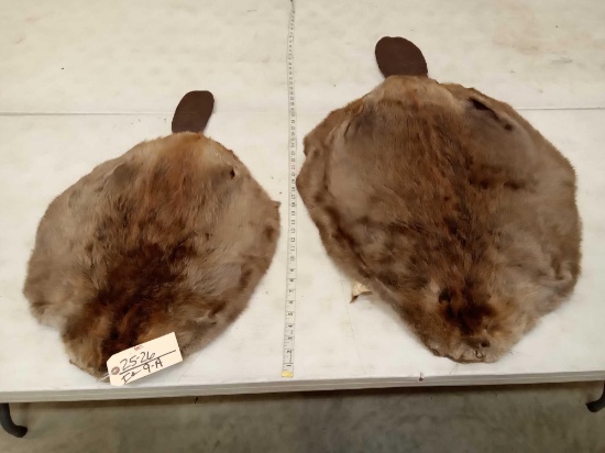 2 Soft Tanned Beaver Pelts