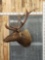 Elk Shoulder Mount Taxidermy