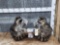 2 Raccoons Playing Poker Taxidermy