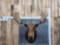Vintage Moose Shoulder Mount Taxidermy