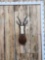 African Blesbok Shoulder Mount Taxidermy