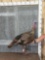 Turkey Full Body Bird Taxidermy