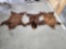 3 Cinnamon Black Bear Tanned Furs Taxidermy