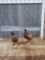 2 Ringneck Pheasants Full Body Bird Taxidermy