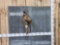 Ringneck Pheasant Full Body Bird Taxidermy