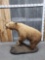 Vintage Blonde Phase Black Bear Full Body Taxidermy Mount