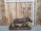 African Warthog Full Body Taxidermy Mount