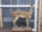 African Oribi Full Body Taxidermy Mount