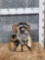 Raccoon Raiding A Fishing Creel Taxidermy