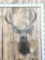 Reproduction Mulle Deer Shoulder Mount Taxidermy