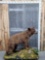 Cinnamon Phase Black Bear Full Body Taxidermy Mount