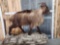 Himalayan Tahr Full Body Taxidermy Mount