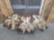 30 Coyote Tails Taxidermy