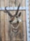 Pronghorn Antelope Shoulder Mount Taxidermy