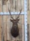 Rusa Deer Shoulder Mount Taxidermy